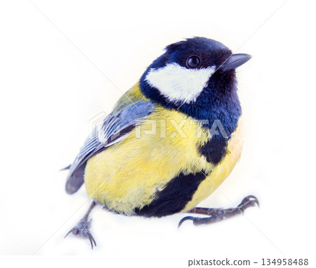 Great tit favorite bird of citizens of Europe 134958488