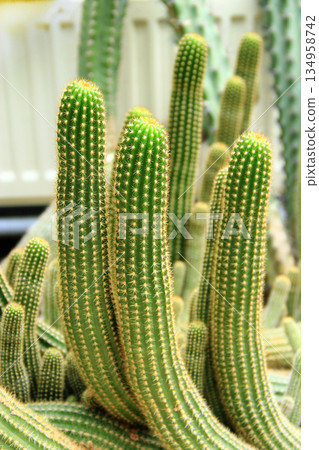 Prickly Cactus growing in nature. Cleistocactus tominensis growing in garden Prickly Cactus growing in nature. Cleistocactus tominensis growing in garden 134958742