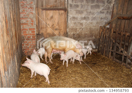 Pig mother and pigs in barn. Brood of little pigs on farm. Pig family 134958793