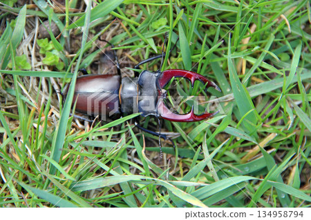 Stag beetle is climbing in green grass. Big insect with great horns Stag beetle is climbing in green grass. Big insect with great horns 134958794