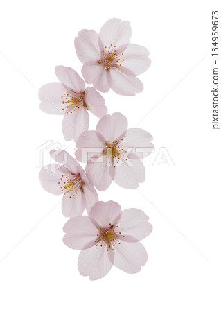 Delicate pink cherry blossoms sakura on transparent background, perfect for spring designs, weddings, and digital art Delicate pink cherry blossoms sakura on transparent background, perfect for spring designs, weddings, and digital art 134959673