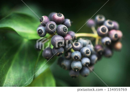 When the ivy berries ripen 134959769