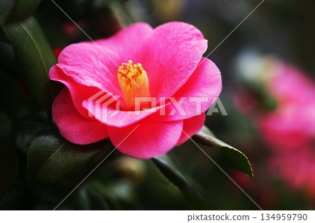 Camellia red and double-flowered Camellia red and double-flowered 134959790