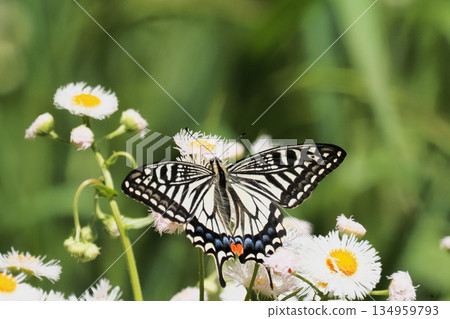 一隻鳳蝶停在費城花上 一隻鳳蝶停在費城花上 134959793