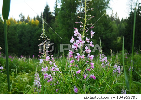 Fireweed Chamerion angustifolium is a perennial herb in the Onagraceae Evening Primrose family. Meadow field. A Blow of Wind. Orzega, Karelia. Taiga Nature. Pink blooming Sally, fireweed or Ivan tea 134959795