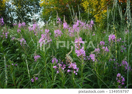Fireweed Chamerion angustifolium is a perennial herb in the Onagraceae Evening Primrose family. Meadow field. A Blow of Wind. Orzega, Karelia. Taiga Nature. Pink blooming Sally, fireweed or Ivan tea 134959797
