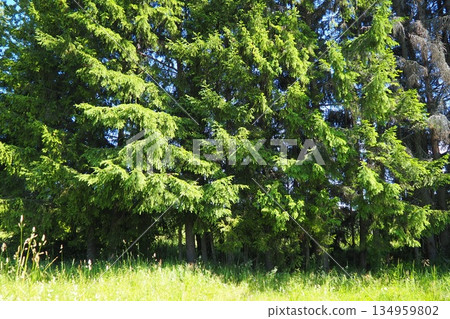 Taiga biome dominated by coniferous forests. Picea spruce, genus of coniferous evergreen trees in the Pine family Pinaceae. Karelia, Orzega. Spruce branches sway in a strong wind in sunny weather 134959802