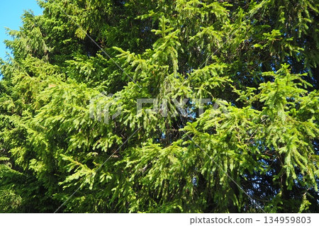 Taiga biome dominated by coniferous forests. Picea spruce, genus of coniferous evergreen trees in the Pine family Pinaceae. Karelia, Orzega. Spruce branches sway in a strong wind in sunny weather Taiga biome dominated by coniferous forests. Picea spruce, genus of coniferous evergreen trees in the Pine family Pinaceae. Karelia, Orzega. Spruce branches sway in a strong wind in sunny weather 134959803