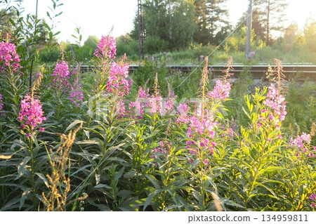 Fireweed Chamerion angustifolium is a perennial herb in the Onagraceae Evening Primrose family. Meadow field. A Blow of Wind. Orzega, Karelia. Taiga Nature. Pink blooming Sally, fireweed or Ivan tea 134959811