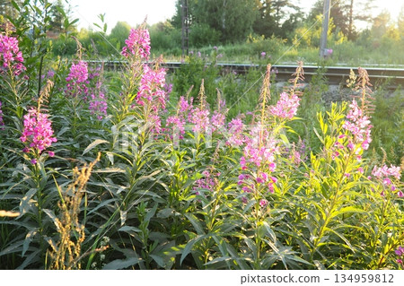 Fireweed Chamerion angustifolium is a perennial herb in the Onagraceae Evening Primrose family. Meadow field. A Blow of Wind. Orzega, Karelia. Taiga Nature. Pink blooming Sally, fireweed or Ivan tea 134959812
