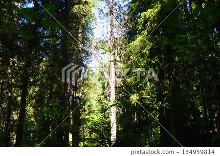 Taiga biome dominated by coniferous forests. Picea spruce, genus of coniferous evergreen trees in the Pine family Pinaceae. Karelia, Orzega. Spruce branches sway in a strong wind in sunny weather 134959814
