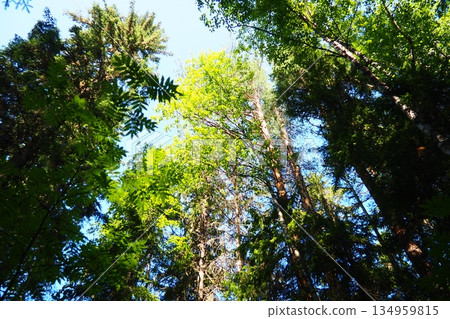 Taiga biome dominated by coniferous forests. Picea spruce, genus of coniferous evergreen trees in the Pine family Pinaceae. Karelia, Orzega. Spruce branches sway in a strong wind in sunny weather 134959815