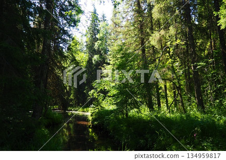 Taiga biome dominated by coniferous forests. Picea spruce, genus of coniferous evergreen trees in the Pine family Pinaceae. Karelia, Orzega. Spruce branches sway in a strong wind in sunny weather 134959817