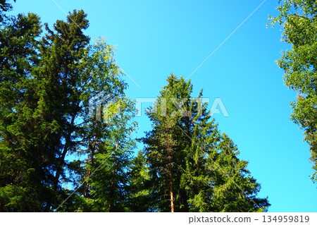 Taiga biome dominated by coniferous forests. Picea spruce, genus of coniferous evergreen trees in the Pine family Pinaceae. Karelia, Orzega. Spruce branches sway in a strong wind in sunny weather 134959819