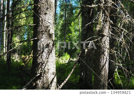 Taiga biome dominated by coniferous forests. Picea spruce, genus of coniferous evergreen trees in the Pine family Pinaceae. Karelia, Orzega. Spruce branches sway in a strong wind in sunny weather Taiga biome dominated by coniferous forests. Picea spruce, genus of coniferous evergreen trees in the Pine family Pinaceae. Karelia, Orzega. Spruce branches sway in a strong wind in sunny weather 134959821