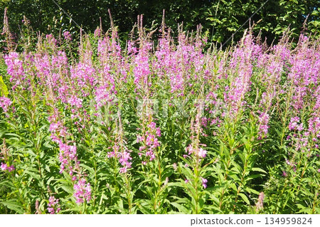 Fireweed Chamerion angustifolium is a perennial herb in the Onagraceae Evening Primrose family. Meadow field. A Blow of Wind. Orzega, Karelia. Taiga Nature. Pink blooming Sally, fireweed or Ivan tea 134959824