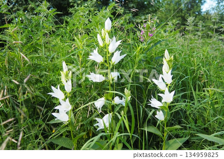 Campanula, genus of Campanulaceae of flowering plants. White bellflowers have bell-shaped flowers as little bell. Campanula latifolia is Perennial herbaceous plant of meadows, fields, forests. Taiga. 134959825