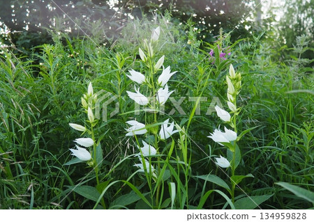 Campanula, genus of Campanulaceae of flowering plants. White bellflowers have bell-shaped flowers as little bell. Campanula latifolia is Perennial herbaceous plant of meadows, fields, forests. Taiga. Campanula, genus of Campanulaceae of flowering plants. White bellflowers have bell-shaped flowers as little bell. Campanula latifolia is Perennial herbaceous plant of meadows, fields, forests. Taiga. 134959828