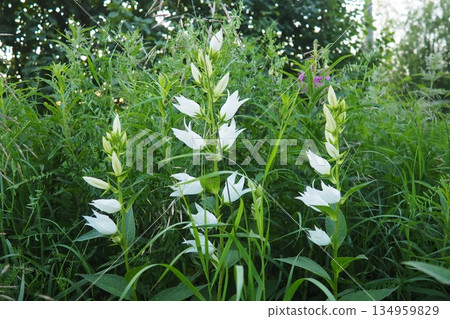 Campanula, genus of Campanulaceae of flowering plants. White bellflowers have bell-shaped flowers as little bell. Campanula latifolia is Perennial herbaceous plant of meadows, fields, forests. Taiga. Campanula, genus of Campanulaceae of flowering plants. White bellflowers have bell-shaped flowers as little bell. Campanula latifolia is Perennial herbaceous plant of meadows, fields, forests. Taiga. 134959829