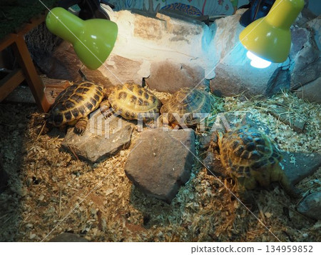 Russian Agrionemys steppe tortoise Testudo horsfieldii, Afghan or endemic Central Asian four-clawed tortoise, four-toed or Horsfield tortoise, is threatened species of tortoise in family Testudinidae 134959852
