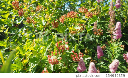 Viburnum, flowering plant in moschatel family, Adoxaceae or Viburnaceae, previously included in honeysuckle Caprifoliaceae. Ripening red berries, edible fruits. Green leaves dangle in wind. Karelia Viburnum, flowering plant in moschatel family, Adoxaceae or Viburnaceae, previously included in honeysuckle Caprifoliaceae. Ripening red berries, edible fruits. Green leaves dangle in wind. Karelia 134959859
