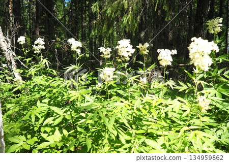 Filipendula ulmaria, commonly known as meadowsweet or mead wort, perennial herbaceous plant in family Rosaceae that grows in damp meadows. Herb possesses pleasant taste and flavour. Karelian taiga Filipendula ulmaria, commonly known as meadowsweet or mead wort, perennial herbaceous plant in family Rosaceae that grows in damp meadows. Herb possesses pleasant taste and flavour. Karelian taiga 134959862