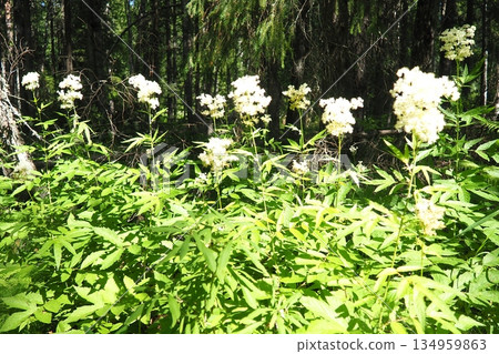 Filipendula ulmaria, commonly known as meadowsweet or mead wort, perennial herbaceous plant in family Rosaceae that grows in damp meadows. Herb possesses pleasant taste and flavour. Karelian taiga 134959863