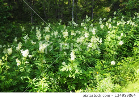 Filipendula ulmaria, commonly known as meadowsweet or mead wort, perennial herbaceous plant in family Rosaceae that grows in damp meadows. Herb possesses pleasant taste and flavour. Karelian taiga 134959864