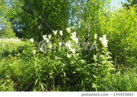 Filipendula ulmaria, commonly known as meadowsweet or mead wort, perennial herbaceous plant in family Rosaceae that grows in damp meadows. Herb possesses pleasant taste and flavour. Karelian taiga Filipendula ulmaria, commonly known as meadowsweet or mead wort, perennial herbaceous plant in family Rosaceae that grows in damp meadows. Herb possesses pleasant taste and flavour. Karelian taiga 134959865