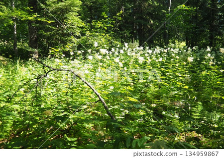 Filipendula ulmaria, commonly known as meadowsweet or mead wort, perennial herbaceous plant in family Rosaceae that grows in damp meadows. Herb possesses pleasant taste and flavour. Karelian taiga Filipendula ulmaria, commonly known as meadowsweet or mead wort, perennial herbaceous plant in family Rosaceae that grows in damp meadows. Herb possesses pleasant taste and flavour. Karelian taiga 134959867
