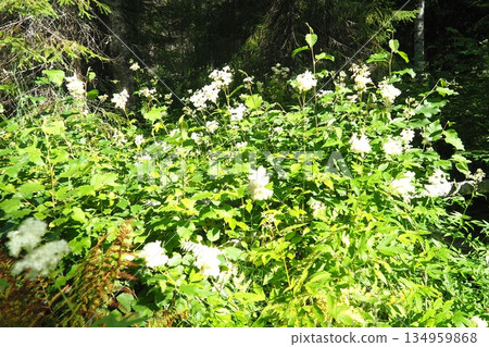 Filipendula ulmaria, commonly known as meadowsweet or mead wort, perennial herbaceous plant in family Rosaceae that grows in damp meadows. Herb possesses pleasant taste and flavour. Karelian taiga Filipendula ulmaria, commonly known as meadowsweet or mead wort, perennial herbaceous plant in family Rosaceae that grows in damp meadows. Herb possesses pleasant taste and flavour. Karelian taiga 134959868