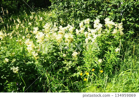 Filipendula ulmaria, commonly known as meadowsweet or mead wort, perennial herbaceous plant in family Rosaceae that grows in damp meadows. Herb possesses pleasant taste and flavour. Karelian taiga 134959869