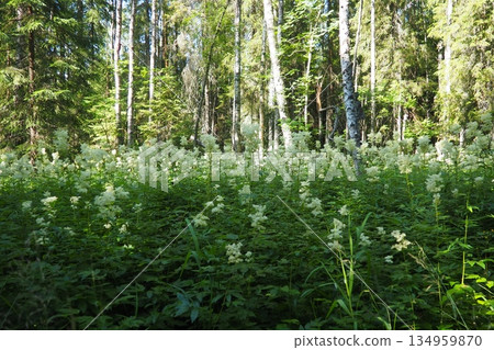 Filipendula ulmaria, commonly known as meadowsweet or mead wort, perennial herbaceous plant in family Rosaceae that grows in damp meadows. Herb possesses pleasant taste and flavour. Karelian taiga Filipendula ulmaria, commonly known as meadowsweet or mead wort, perennial herbaceous plant in family Rosaceae that grows in damp meadows. Herb possesses pleasant taste and flavour. Karelian taiga 134959870