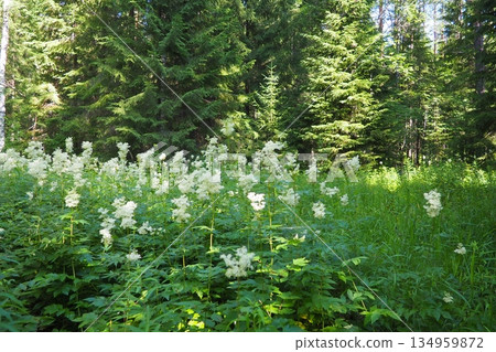 Filipendula ulmaria, commonly known as meadowsweet or mead wort, perennial herbaceous plant in family Rosaceae that grows in damp meadows. Herb possesses pleasant taste and flavour. Karelian taiga Filipendula ulmaria, commonly known as meadowsweet or mead wort, perennial herbaceous plant in family Rosaceae that grows in damp meadows. Herb possesses pleasant taste and flavour. Karelian taiga 134959872