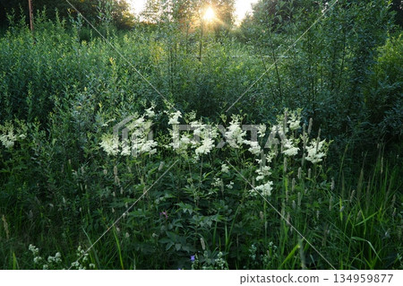 Filipendula ulmaria, commonly known as meadowsweet or mead wort, perennial herbaceous plant in family Rosaceae that grows in damp meadows. Herb possesses pleasant taste and flavour. Karelian taiga Filipendula ulmaria, commonly known as meadowsweet or mead wort, perennial herbaceous plant in family Rosaceae that grows in damp meadows. Herb possesses pleasant taste and flavour. Karelian taiga 134959877