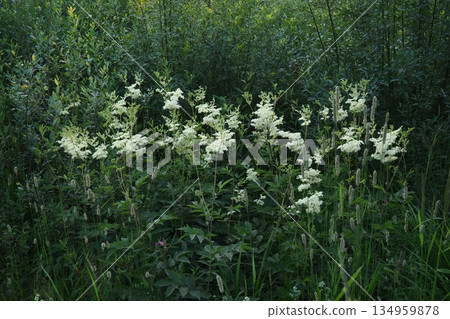 Filipendula ulmaria, commonly known as meadowsweet or mead wort, perennial herbaceous plant in family Rosaceae that grows in damp meadows. Herb possesses pleasant taste and flavour. Karelian taiga Filipendula ulmaria, commonly known as meadowsweet or mead wort, perennial herbaceous plant in family Rosaceae that grows in damp meadows. Herb possesses pleasant taste and flavour. Karelian taiga 134959878