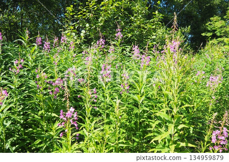 Fireweed Chamerion angustifolium is a perennial herb in the Onagraceae Evening Primrose family. Meadow field. A Blow of Wind. Orzega, Karelia. Taiga Nature. Pink blooming Sally, fireweed or Ivan tea 134959879