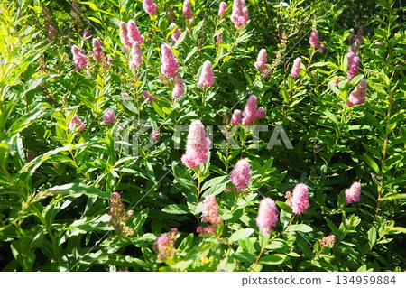 Spiraea douglasii is species of flowering plant in rose family. Common names include hardhack,hardhack steeplebush, Douglas spirea, douglasspirea, steeplebush, and rose spirea. Pink flowers in garden Spiraea douglasii is species of flowering plant in rose family. Common names include hardhack,hardhack steeplebush, Douglas spirea, douglasspirea, steeplebush, and rose spirea. Pink flowers in garden 134959884