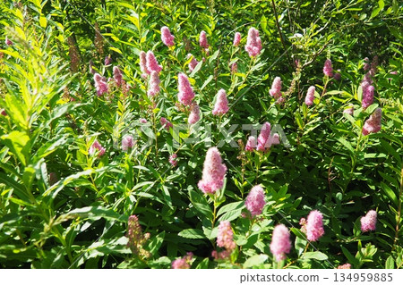 Spiraea douglasii is species of flowering plant in rose family. Common names include hardhack,hardhack steeplebush, Douglas spirea, douglasspirea, steeplebush, and rose spirea. Pink flowers in garden 134959885