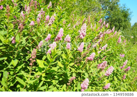 Spiraea douglasii is species of flowering plant in rose family. Common names include hardhack,hardhack steeplebush, Douglas spirea, douglasspirea, steeplebush, and rose spirea. Pink flowers in garden 134959886