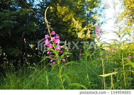 Fireweed Chamerion angustifolium is a perennial herb in the Onagraceae Evening Primrose family. Meadow field. A Blow of Wind. Orzega, Karelia. Taiga Nature. Pink blooming Sally, fireweed or Ivan tea 134959893