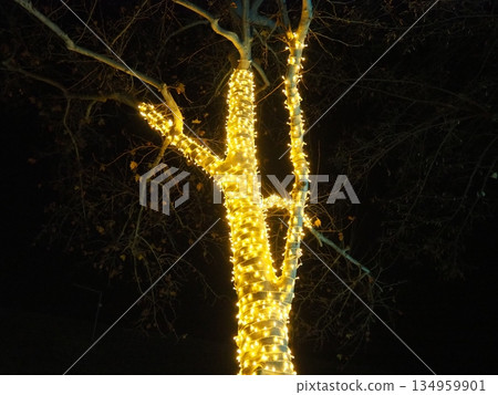 Garlands of glowing small bulbs, hanging on a tree in an evening dark park, and swinging. The theme of the New Year and Christmas. Festive atmosphere. Beautiful electric outdoor decorations. Xmas joy Garlands of glowing small bulbs, hanging on a tree in an evening dark park, and swinging. The theme of the New Year and Christmas. Festive atmosphere. Beautiful electric outdoor decorations. Xmas joy 134959901