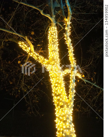 Garlands of glowing small bulbs, hanging on a tree in an evening dark park, and swinging. The theme of the New Year and Christmas. Festive atmosphere. Beautiful electric outdoor decorations. Xmas joy 134959902
