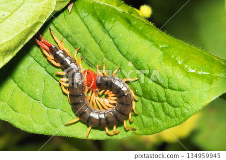 A type of centipede resting on a leaf A type of centipede resting on a leaf 134959945