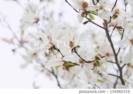 Kobusi flowers blooming in a park in Hokkaido Kobusi flowers blooming in a park in Hokkaido 134960159