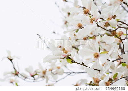 Kobusi flowers blooming in a park in Hokkaido Kobusi flowers blooming in a park in Hokkaido 134960160