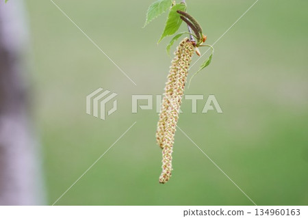 White birch flower White birch flower 134960163