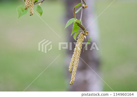 白樺花 白樺花 134960164