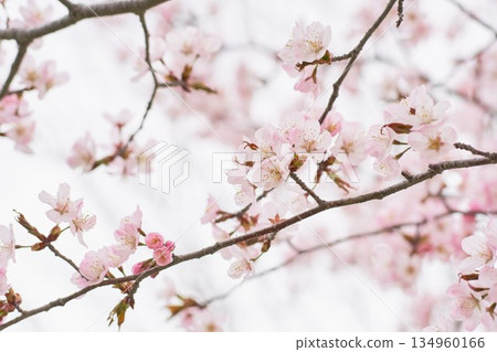北海道公園裡盛開的櫻花 134960166