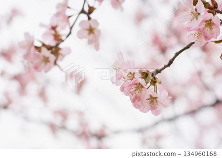 北海道公園裡盛開的櫻花 134960168